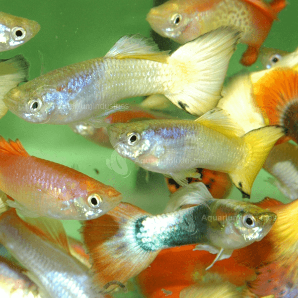 Freshwater Fish Compatibility Chart Pdf