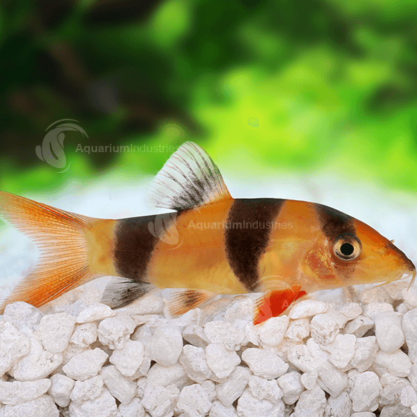 freshwater fish suppliers