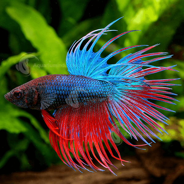 fish compatible with male betta