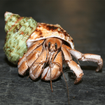 Freshwater Inverts & Hermit Crabs