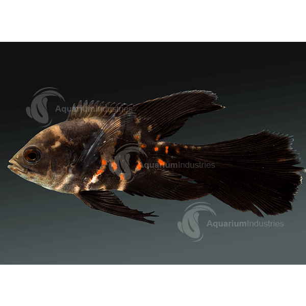 veil tail oscar fish for sale