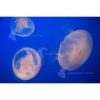 Jellyfish Moon2