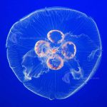 Jellyfish Moon
