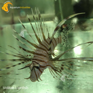 Volitan Lionfish