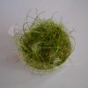 TC Plant Dwarf hair grass belem