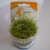 TC Plant Dwarf Hair Grass Belem